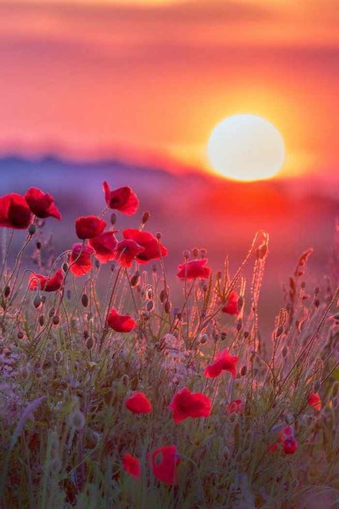 Madame Alberte BORRELLY née BERTORA