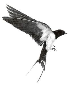 Symbole