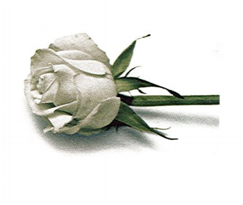 Symbole