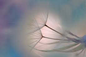 Madame Suzanne BENINTENDI née BERNARDI