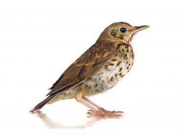 Monsieur André BRUN