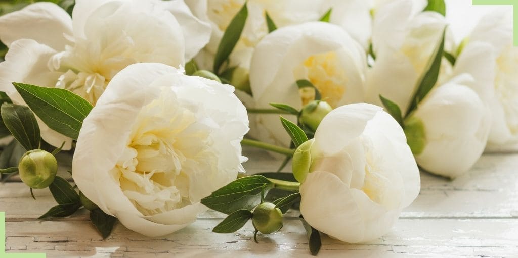 Madame Marie HOFFMANN née CORNILLON