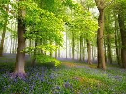 Monsieur Jean GIBERT