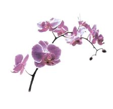 KERSTEN Marie Louise Née RICHARD