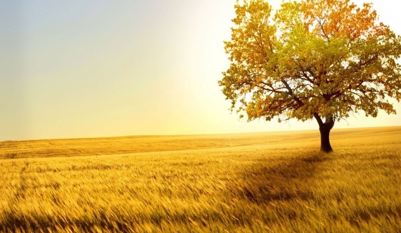 Monsieur Robert SAVIO