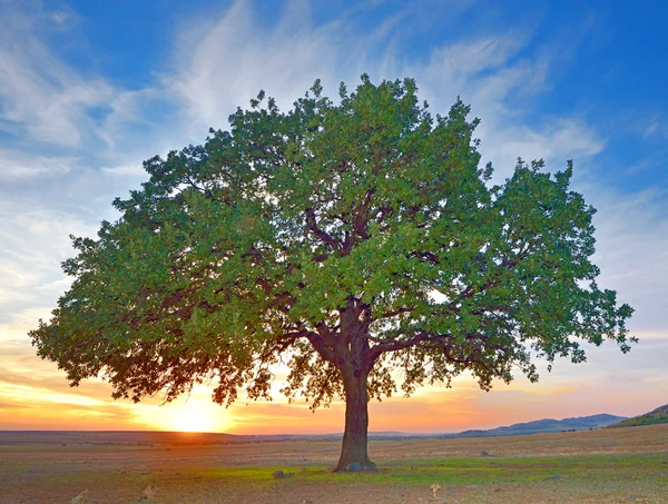 Monsieur Patrick JUD