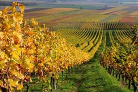 Monsieur Luc René BECKER