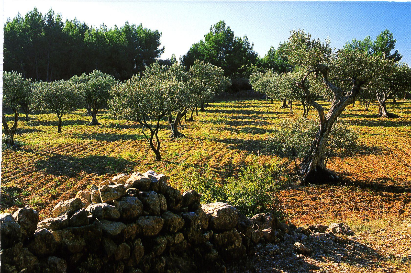 Monsieur Giuseppe ANGIONI