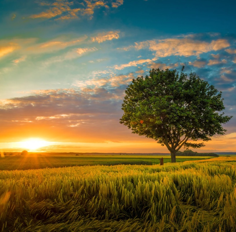 Madame Mireille TOMMASI née VERET