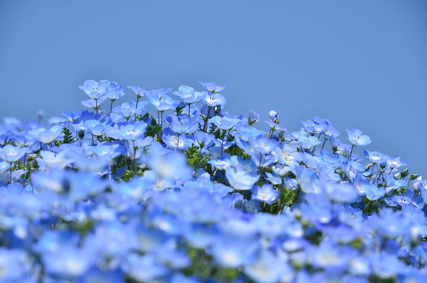 Monsieur René, Jean DELPORTE