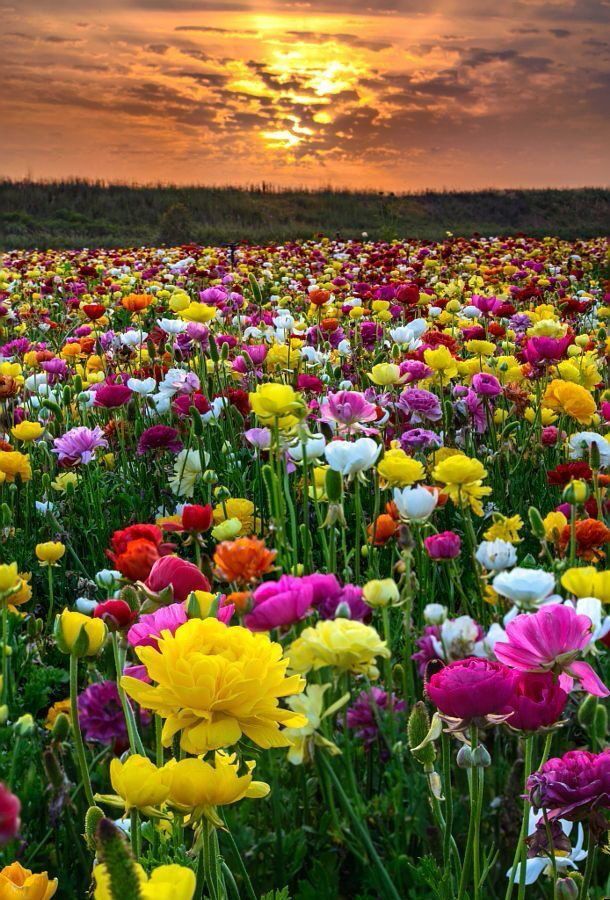 Raymonde Rolande RICQ né(e) MOREAU