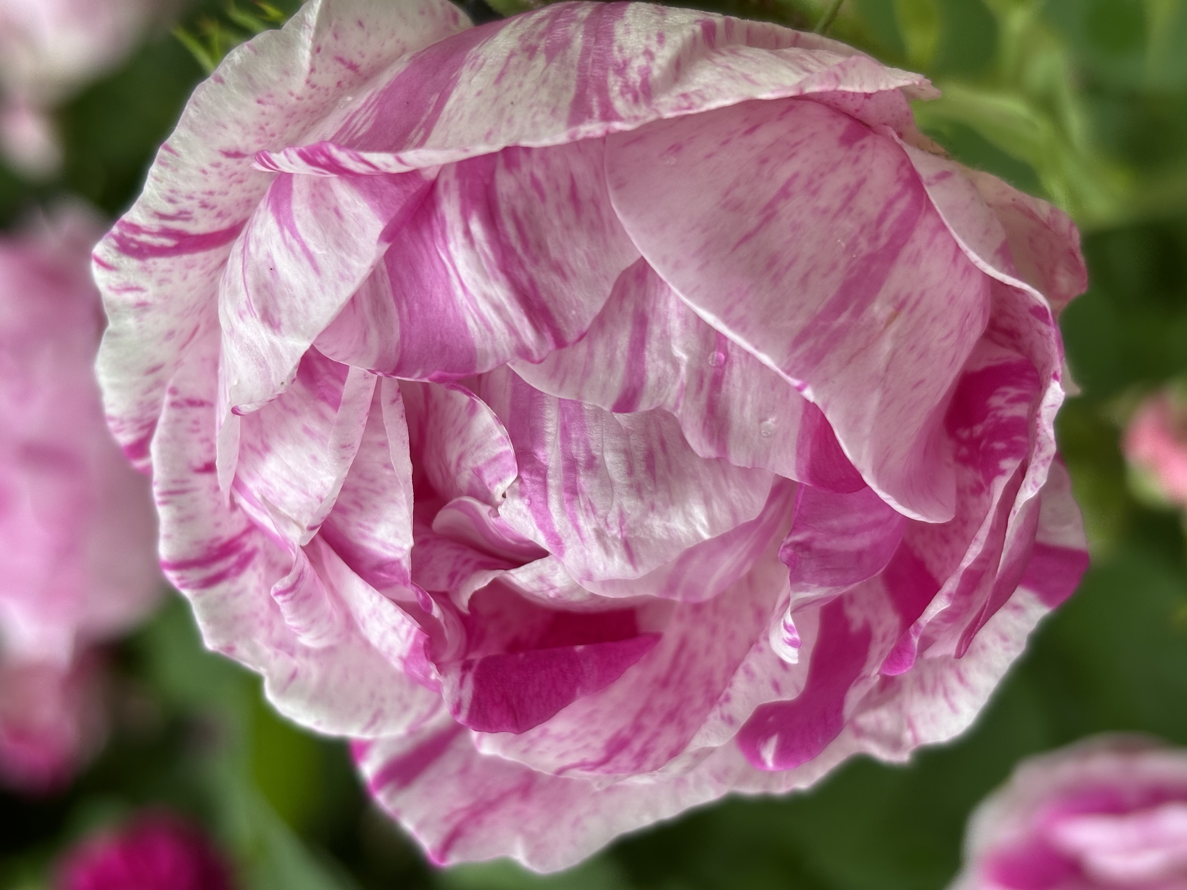 BESNARD Nicolle Née YGORRA