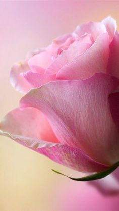 Monsieur Michel DERAEDT