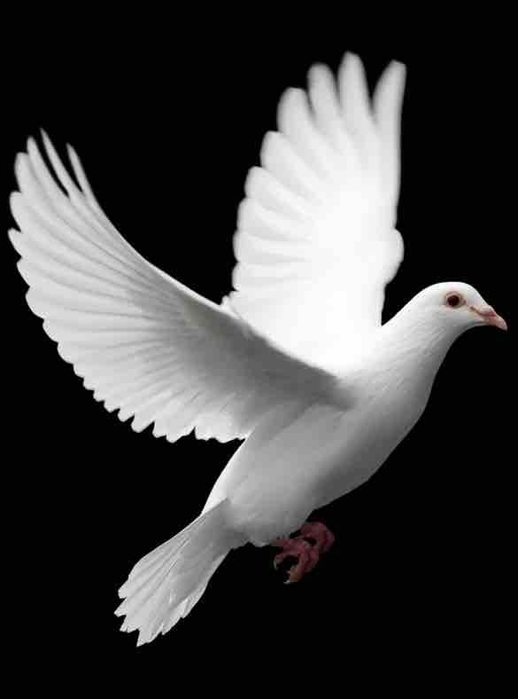 Symbole