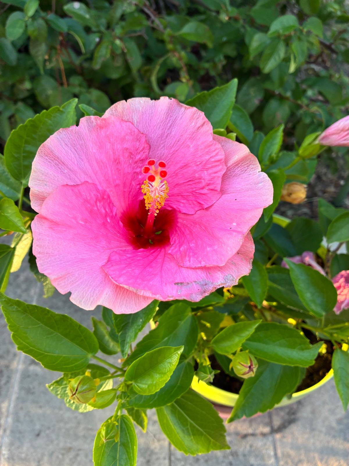Madame Jeanine Léontine TEYSSIER née RIGAL