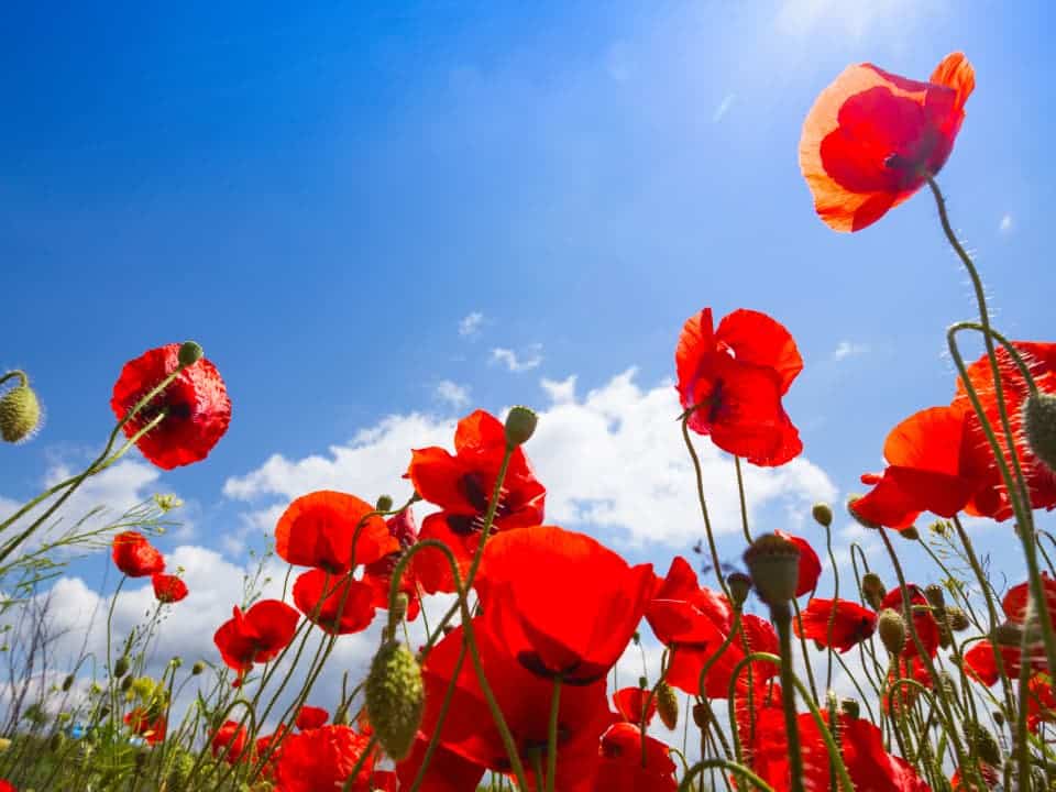 Madame Anita Julienne ALONSO née ALONSO