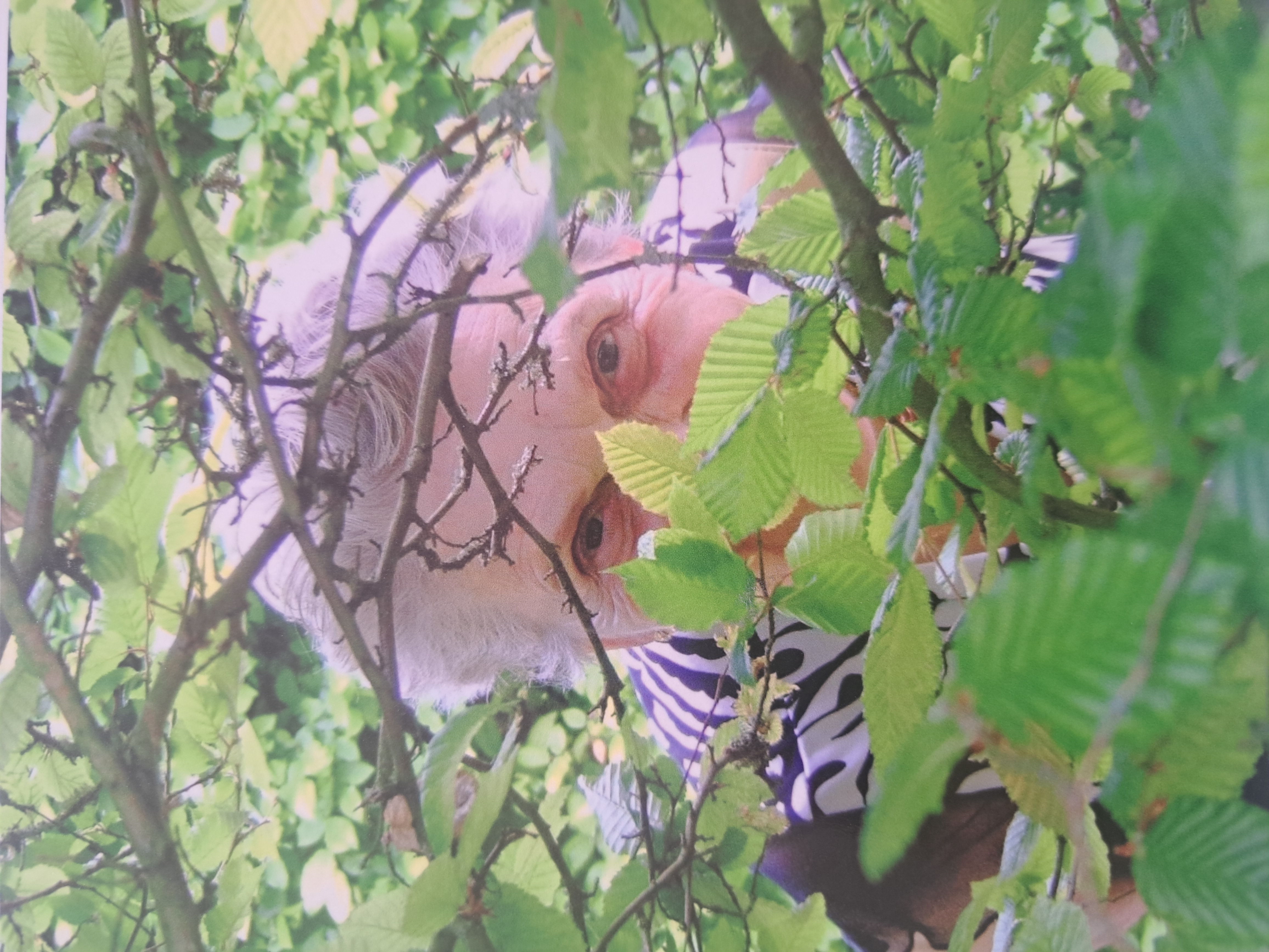 PUDLARZ Edwige Née JASTRZEBOWSKA